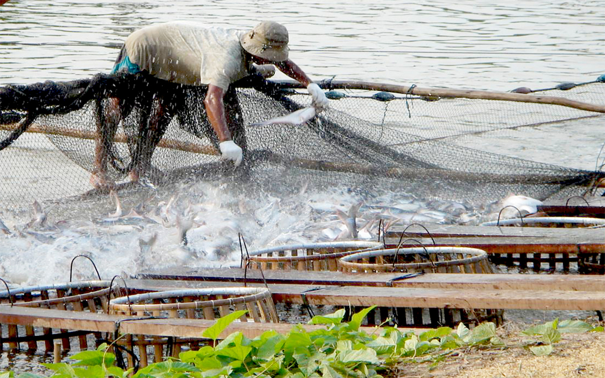 Quy tr&igrave;nh c&aacute; thịt